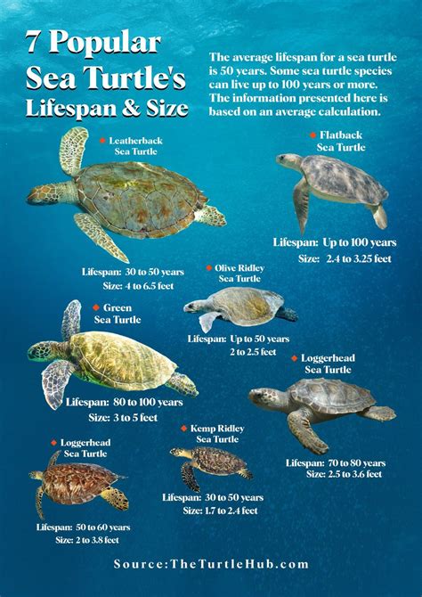 7 Popular Sea Turtle’s Lifespan & Size – The Turtle Hub