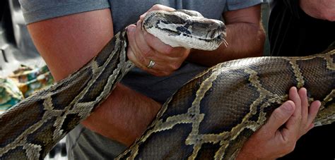 How Do Burmese Pythons Affect Humans? - ReptileStartUp.com