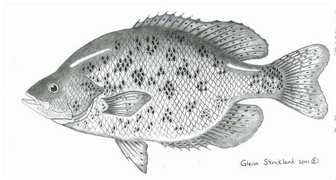 Black Crappie Drawing by Glenn Strickland - Pixels