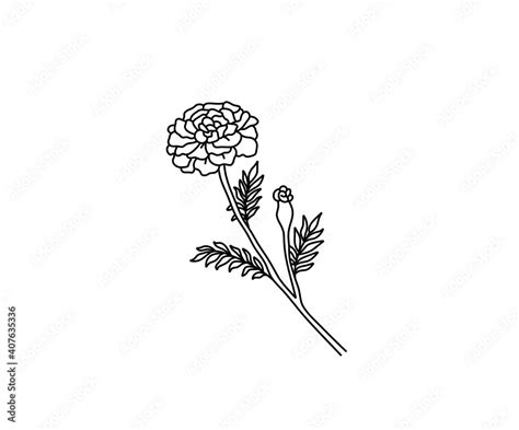 Vector isolated marigold simple contour drawing. Colorless black line outline flower marigold ...