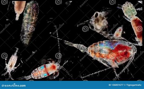 Copepod Zooplankton an Krill in Freshwater and Marine Under Microscope ...