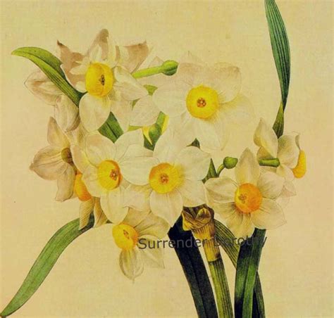 Narcissus Tazetta Flower Yellow Eye Bouquet Vintage Illustration ...