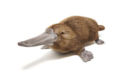 Platypus venom could be key in new diabetes treatments | Modern Healthcare