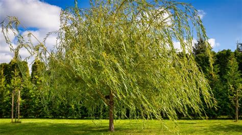 Don't Make This Mistake When Trimming Your Weeping Willow Tree