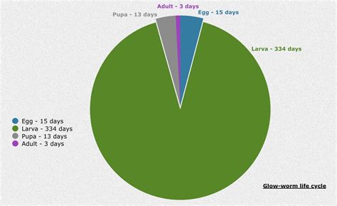 Glow-worm life cycle — Science Learning Hub