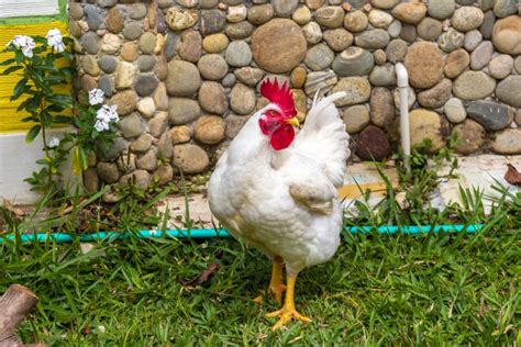 The Cornish Chicken: Breed Profile and Care Guide (2024)