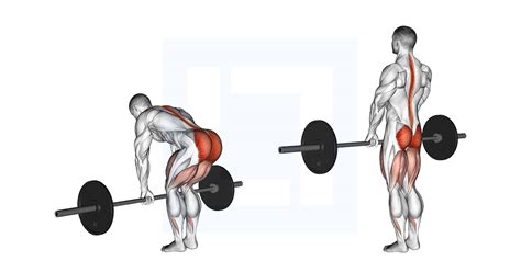 Barbell Romanian Deadlift - Guide, Benefits, and Form