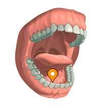 Sublingual caruncle - e-Anatomy - IMAIOS