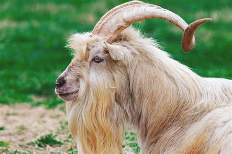 Kiko Goat: Breed Info, Characteristics, Breeding, and Care