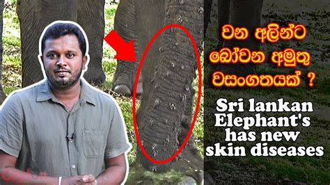 Elephant's has new skin diseases sri lanka - YouTube