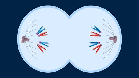 Mitosis Set 2 Jeopardy Template