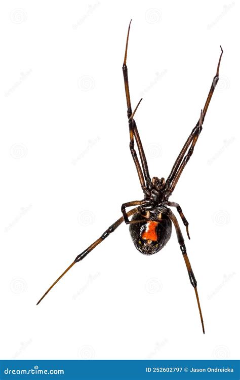 Southern Black Widow Spider - Latrodectus Mactans Stock Image ...