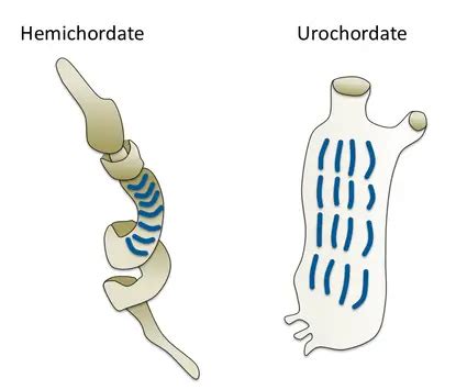 Hemichordata: Characteristics, Classification, and Examples