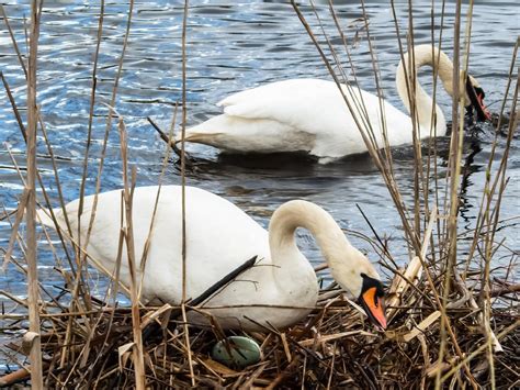 Mute Swan Bird Facts (Cygnus olor) | Birdfact