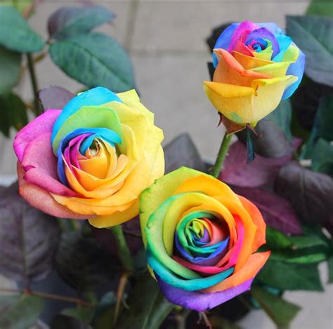 Flower Homes: Rainbow Roses