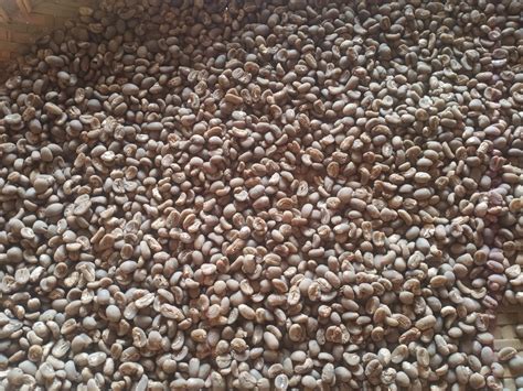 arabica coffee beans | Inaexport