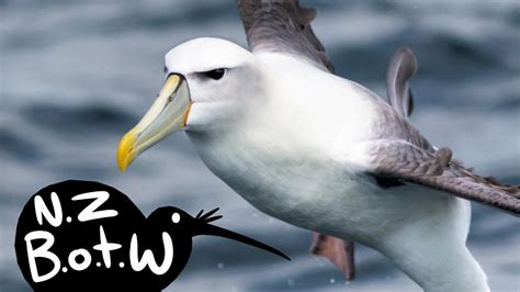 White-capped mollymawk - New Zealand Bird of the Week - YouTube