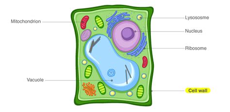 Plant Cell Wall Structure Nature : Schematic model of the primary cell ...