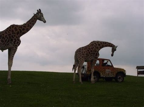 Pictures of West Midlands Safari Park