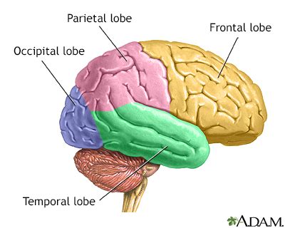 Brain Image Mri