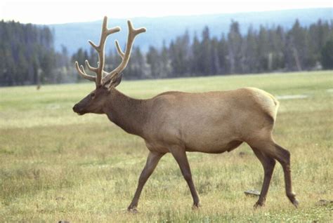 Free picture: elk, male, antlers