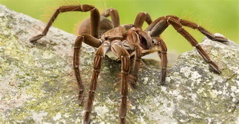 Meet the Spider That Eats Birds! - A-Z Animals