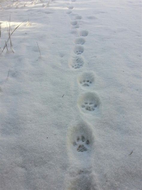 fisher cat paw tracks - Charlyn Navarro