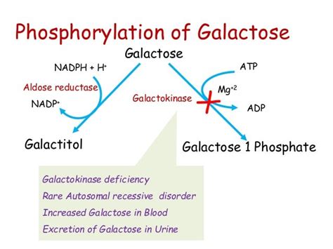 Class 9 galactose metabolism