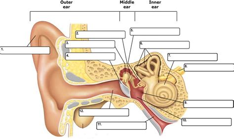 Cochlea Diagram Unlabeled