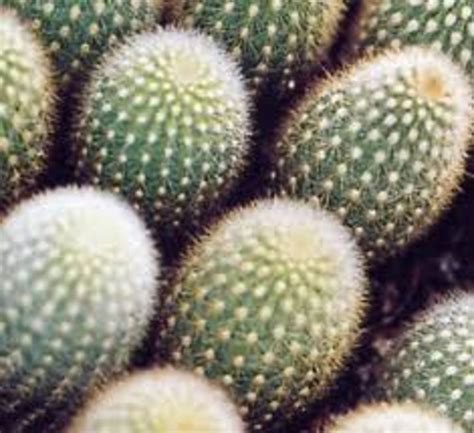 Types of Indoor Cactus Plants | Dengarden