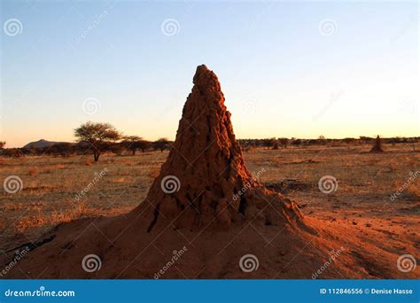 Termite Hills in Namibia Africa Stock Photo - Image of sausages, wilderness: 112846556