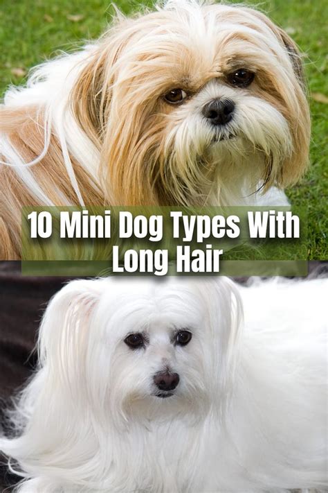 10 Mini Dog Types With Long Hair | Small fluffy dog breeds, Long haired dog breeds, Dogs