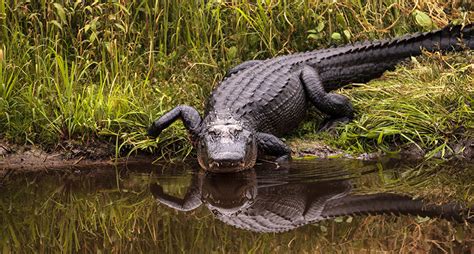 The American Alligator: All About This Top Level Predator - Wide Open ...