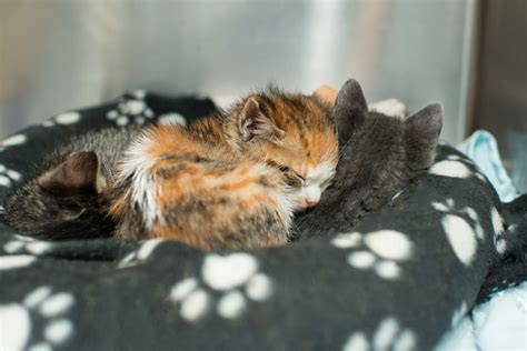 Raising Orphaned Kittens • Kitten Rescue