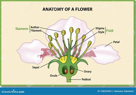 Flower Cross Section Diagram