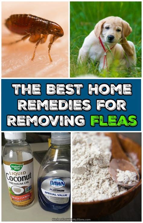 Natural Remedies For Flea And Tick Prevention