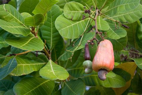 Cashew Nut Tree Cashews - Free photo on Pixabay - Pixabay