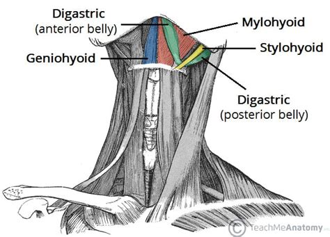 Muscles of the Neck - TeachMeAnatomy