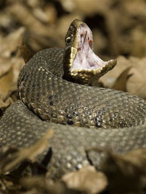 Six-year-old girl survives cottonmouth snake bite