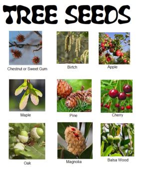 Tree Seeds Identification Color Pictures | TpT