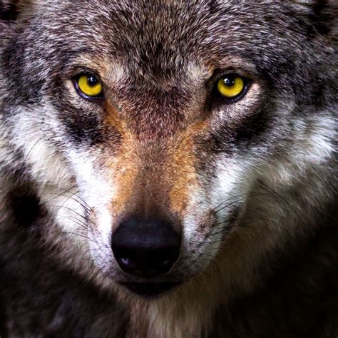 Wolf Face Free Stock Photo - Public Domain Pictures