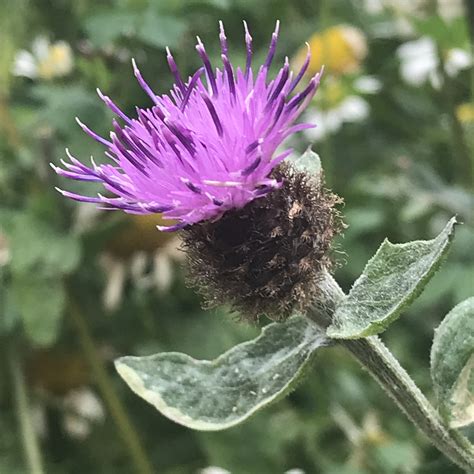 Wildflowers Of July - Seedball