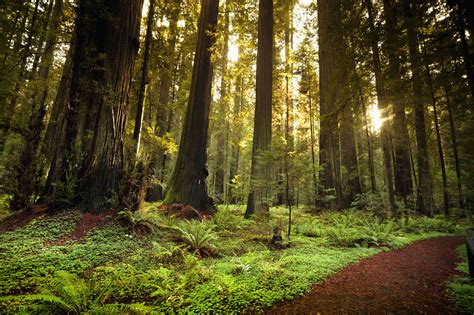 Redwood Highway: Northern California's Most Scenic Drive