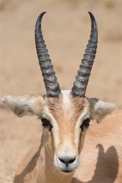 Antelope portrait stock image. Image of background, animal - 33198579