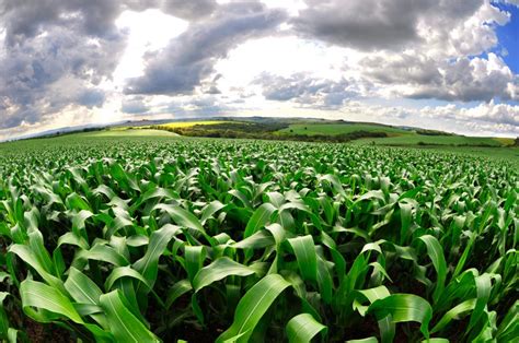 Corn-based ethanol is environmentally damaging in the short run | PBS News