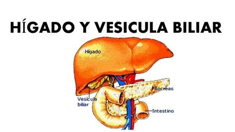 HIGADO Y VESICULA BILIAR