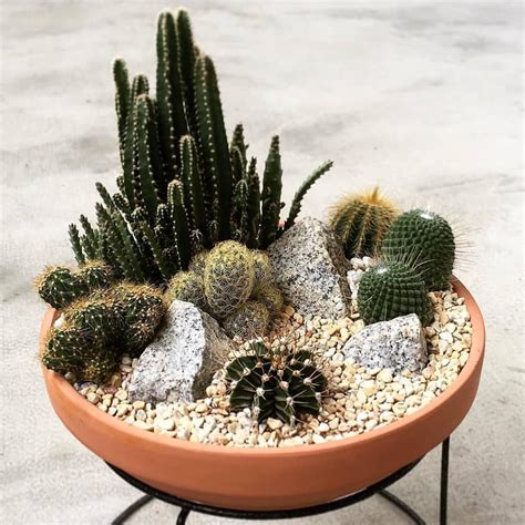 10+ Indoor Cactus Garden Ideas