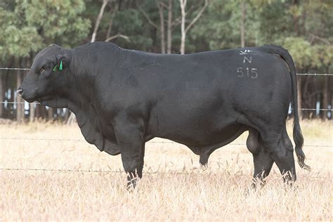 Angus & Brangus Bulls for Sale Queensland - JK Cattle Company, Condamine