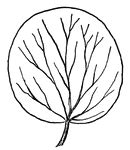 Search for "leaf" | ClipArt ETC