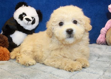 Malti Poo Puppies For Sale - Long Island Puppies